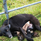 Imagen de la perra atada a la valla mientras amamantaba los cachorros
