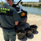 El pescador ilegal denunciado en el Delta por sobornar a la Guardia Civil con tres cubos llenos de cangrejo azul.