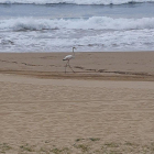 Imatge del flamenc a la platja tarragonina.