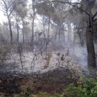 Imagen de los pinos quemados en el incendio de Sant Salvador.