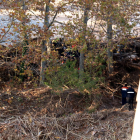 Un grup de Bombers treballant entre els arbres, a la llera del riu Francolí, per retirar les despulles localitzades, sota el pont de l'N-240 a Montblanc.
