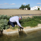 Imatge del president de la comunitat de regants de la Dreta de l'Ebre, Manel Masià, obrint el pas de l'aigua a un camp d'arròs.