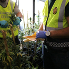 Se encontraron 220 plantas de marihuana en fase adulta a y varios sistemas para su cuidado.