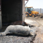 Imagen de un animal muerto en la granja más afectada por el incendio de la Ribera d'EbrE en el término municipal de la Torre de l'Espanyol.