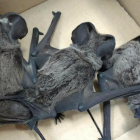 Imatge dels ratpenats rescatats.