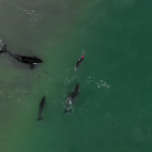 Imagen de Judie Johnson nadando con las orcas.