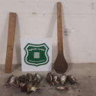 Los Agents Rurals intervinieron los utensilios utilizados para cazar y una decena de pájaros muertos.