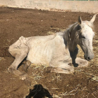 En el mes de julio, algunos caballos mostraban síntomas de maltrato y estaban desnutridos.