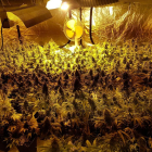 El operativo ha permitido desmantelar una plantación tipo Indoor con 322 plantas de marihuana.