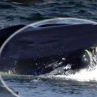 Imagen del buzo cuando es engullido por la ballena.