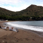Imatge del dofí que va aparèixer a Cala Montjoi de Roses.