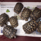 Imatge de les tortugues recollides.