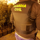 Imatge de la Guardia Civil a la plantació de Rodonyà