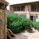 Imagen de la plantación de marihuana localizada en una masía de Vilalba dels Arcs.
