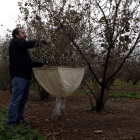 Un técnico de sanidad vegetal de Coselva analizando los avellanos de una finca de la Selva del Camp.