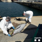 Un delfín de 2,08 metros ha aparecido muerto al Puerto de Tarragona.