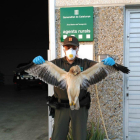 Imagen del águila muerta que recogieron los Agents Rurals.