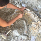Detalle de la excavación de un hueso de mamut en el Barranco de la Boella esta campaña.