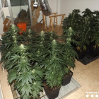 Los Mossos D'Esquadra localizaron un total 188 plantas de marihuana.