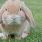 Cien conejos de una decena de dueños han sido asesinados.