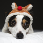 Imagen de un perro con un sombrero de Navidad.