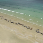 Imatge de les balenes encallades a l'illa Steward.