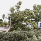 Un arbre caigut a l'entorn de l'hospital Sant Joan de Reus