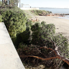 Pla detall d'una part de l'arbre que el vent ha arrencat d'un jardí i ha caigut sobre el passeig marítim i la platja, a la Ràpita.