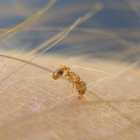 Imatge d'una formiga de foc.