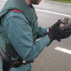 Imatge del mussol que van recollir els agents de la Guàrdia Civil.