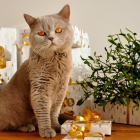 Si tenim gat, tindrem en compte una sèrie de prevencions amb l'arbre de Nadal.