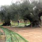 Ple general d'uns pagesos treballant en oliveres mil·lenàries de la finca d'Arión, Ulldecona.