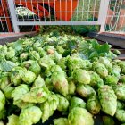 Imatge de la collita del llúpol de Prades de varietat Nugget per a l'elaboració de Complot IPA.