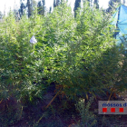 Plano general de la plantación de marihuana con la lona al lado en Figueres.