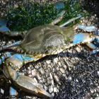 Ejemplar de cangrejo azul capturado en la desembocadura del Gaià.