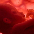 Imatge d'arxiu d'un embrió