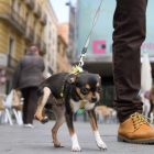 Una imatge d'arxiu d'un gos a la plaça del Mercadal.