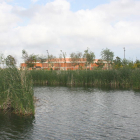 Pla mitjà de la vegetació que comença a créixer a l'interior del llac artificial, amb el Palau d'Esports de fons.