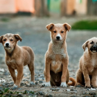 Imagen de archivo de tres cachorros.