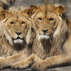 Imatge d'arxiu de dos lleons.