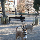 Uns gossos jugant al pipicà instal·lat a Mas Iglesias.