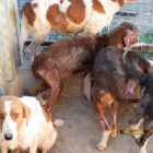 Imagen de los perros que se encontraban en estado de abandono.