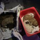 Els cadells després de ser rescatats de dintre d'un contenidor.