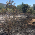 Imatge de la zona afectada pel foc a Alforja.