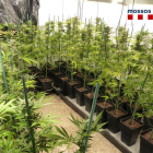 Plano general de la plantación de marihuana en Gerona.