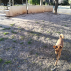 Una perra, en el pipi-can del Parque de la Quinta de Sant Rafael.