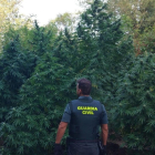 Un agente de espaldas con la plantación de marihuana descubierta en Sant Mori.