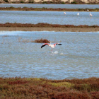 Un flamenc aterra en un zona d'aiguamoll pròxima a la Tancada, al delta de l'Ebre.