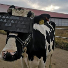 Imagen de una vaca con las gafas de realidad virtual
