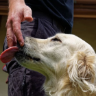 Imagen de archivo de un perro lamiendo a un hombre